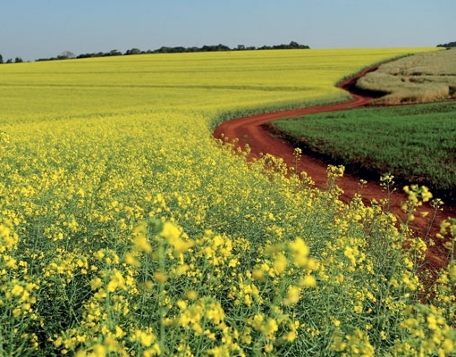 Agronegócio – O meio ambiente como o melhor negócio