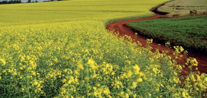 Agronegócio – O meio ambiente como o melhor negócio