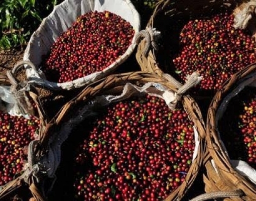 Café: Produção elevada em 2019/20 pode manter preço em menor patamar