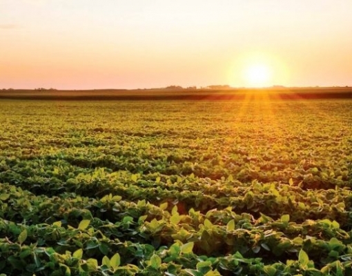 Soja: Clima desfavorável deve impedir safra recorde; Margens podem cair