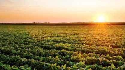 Soja: Clima desfavorável deve impedir safra recorde; Margens podem cair
