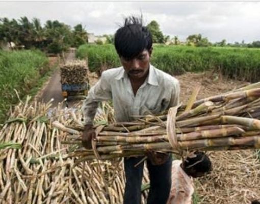 Produção de açúcar da Índia cresce 6,7% no acumulado da safra 