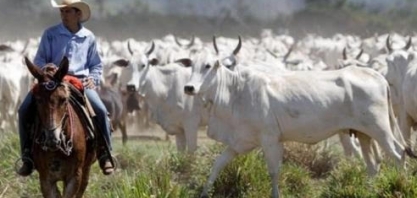 Insumos: Pecuarista está otimista com cenário econômico