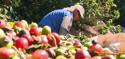 Safra de café 2019 deve ser recorde para anos de baixa produção 