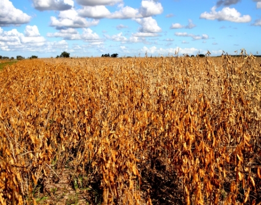 Clima derruba safra de soja no Brasil