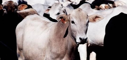 Clonagem pode ajudar pecuária brasileira a aumentar produtividade