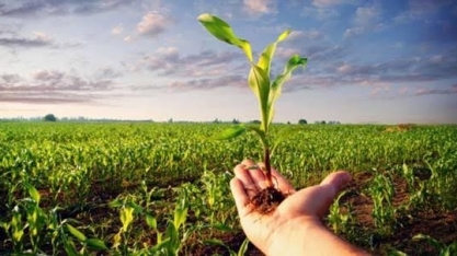 Brasil pode dobrar orçamento para subsidiar seguro agrícola no próximo ano