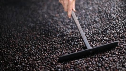 Calor escaldante queima grãos de café robusta no Brasil 