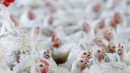 Produtores de frango negociam abertura de frigoríficos na Arábia Saudita