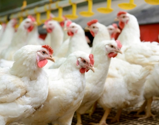 Indústria de ração sente impacto de menor crescimento do setor de aves 