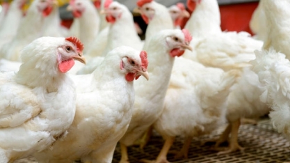 Indústria de ração sente impacto de menor crescimento do setor de aves 