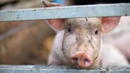 China deve dividir áreas produtoras de suínos para conter peste africana