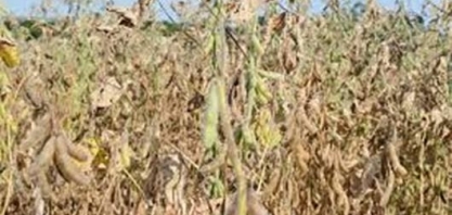 Paraná faz novo corte na previsão de safra de soja, vê pior qualidade