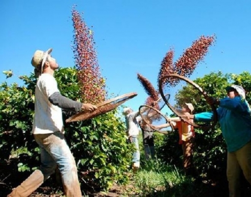 Brasil deve colher café mais cedo em 2019 por calor e excesso de floradas 