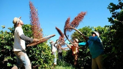 Brasil deve colher café mais cedo em 2019 por calor e excesso de floradas 
