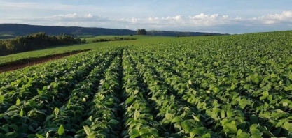Com clima desfavorável, país produzirá menos soja e por preços mais baixos