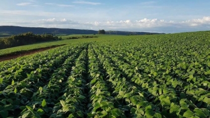Com clima desfavorável, país produzirá menos soja e por preços mais baixos
