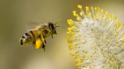 Polinização é ameaçada por desmatamento e agrotóxicos no Brasil