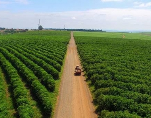 Café: São Manuel exporta produto especial para os Estados Unidos