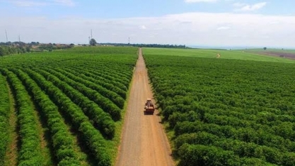 Café: São Manuel exporta produto especial para os Estados Unidos