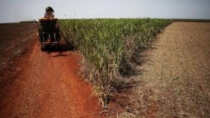 Canaviais Impactados com seca e calor – Por Prof. Dr. Marcos Fava Neves 