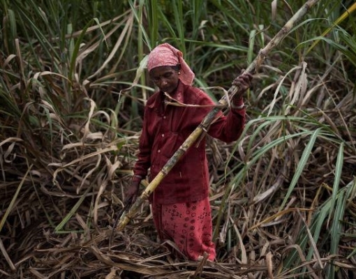 Seca deve prolongar queda de produção de açúcar da Índia