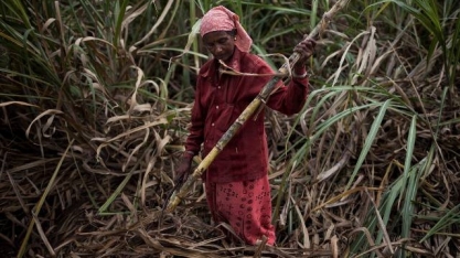 Seca deve prolongar queda de produção de açúcar da Índia