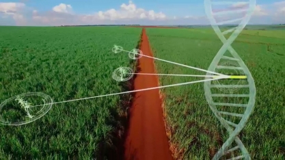 Tentativa de extensão de royalties para cana já em uso expõe mais o CTC