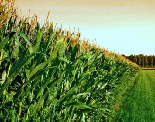 Brasil deve ter 2ª safra de milho 21% maior com ganho de produtividade