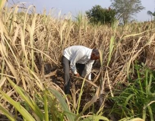 Usinas de açúcar da Índia devem US$ 2 bi a produtores de cana