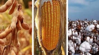 Chuvas estancam perdas na soja e favorecem safras de milho e algodão