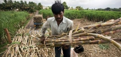 Açúcar: Produção da Índia soma 21,93 mi de t até 15 de fev, alta de 7,74%