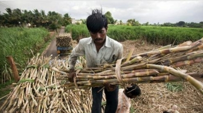 Açúcar: Produção da Índia soma 21,93 mi de t até 15 de fev, alta de 7,74%
