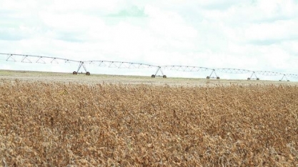 Soja: Quebra de quase 20% da safra gera perdas de R$ 2,1 bilhões em Goiás