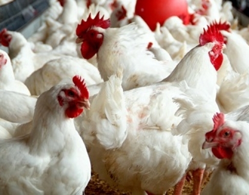 China isenta de taxas 14 empresas do Brasil que exportam carne de frango