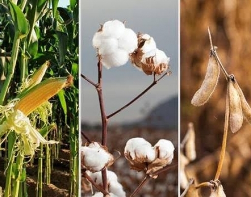 MT: Imea reduz safra de soja; eleva previsões para milho e algodão