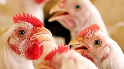 Arábia:Avicultura espera acordo sobre vendas negociadas antes da suspensão