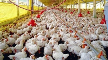 ABPA registra queda de 14,7% na exportação de frango do Brasil em janeiro 