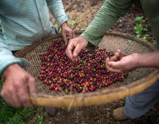 Aumento no consumo de café no Brasil ajudar a conter queda de preços