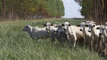 Governo muda as regras para aumentar emissões de LCAs;conheça investimento