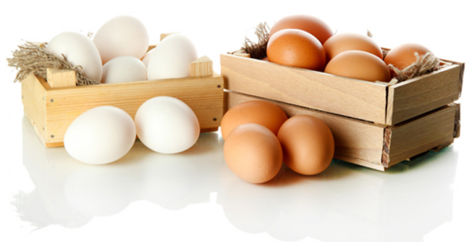 Produção de ovos de galinha sobe 8,6% e alcança recorde em 2018 