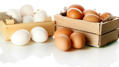 Produção de ovos de galinha sobe 8,6% e alcança recorde em 2018 