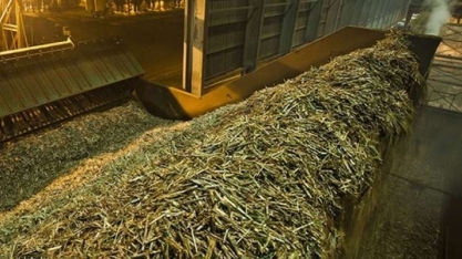 Copersucar vê moagem de cana no CS em 2019/20 crescendo até 590 mi t 