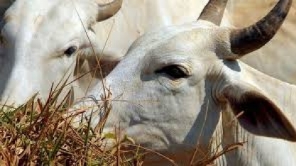 Abate de bovinos no Brasil cresce pelo 2º ano em 2018; de suínos é recorde 