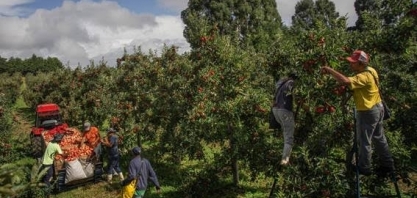 Colheita de maçã atrai 5.000 trabalhadores a São Joaquim