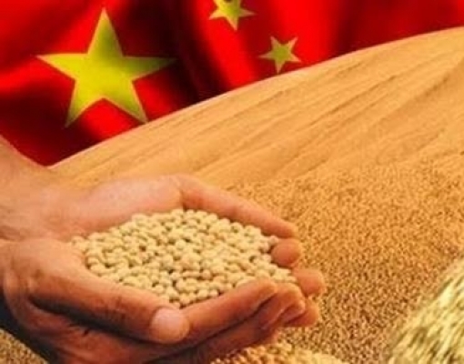 Colheita no Brasil limitará demanda chinesa por soja dos EUA