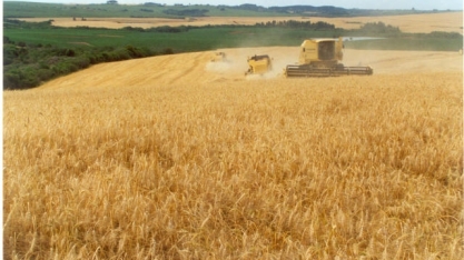 Trigo: Acordo EUA e Brasil preocupa produtores brasileiros e argentinos 