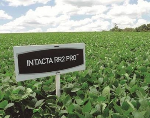 Sojicultores de 10 Estados seguem MT contra  Bayer por Intacta