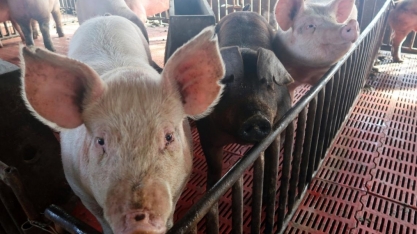 Ações de produtores da China sobem apesar de surto de peste suína 