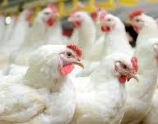 Abate de frangos cai 2,5% em 2018 ante 2017
